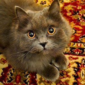 Meet your Posher, Marcy